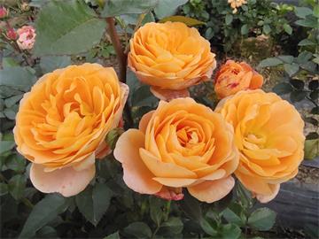 不同颜色玫瑰花的花语是什么？
