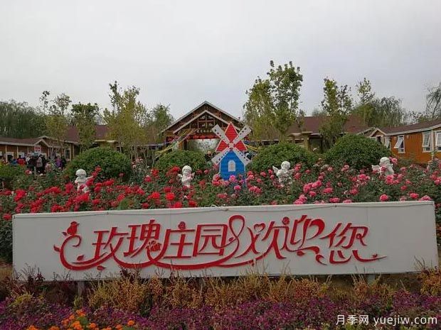 月季名园：天津武清京滨玫瑰庄园(图1)
