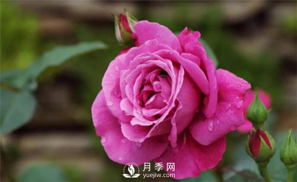 蔷薇月季花的盆栽种植技巧及种植技术分享(图1)