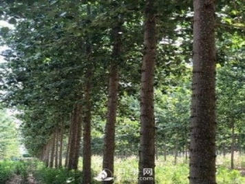 河南周口：培育出不飞絮的杨树新品种