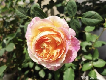 100种玫瑰花的名字，来了解下不同颜色的品种月季