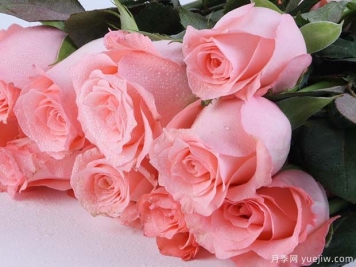 戴安娜玫瑰的花语是什么？有图片的更好？