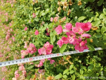安吉拉月季盆栽苗，60厘米高基地发货