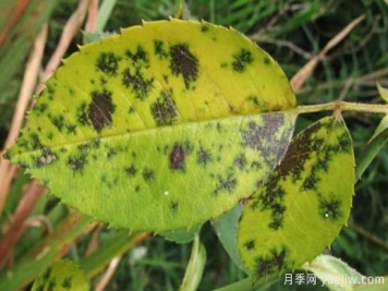 深秋天季节月季出现斑点的病害原因与防治