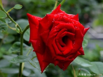 2023年情人节十大玫瑰品种销量榜，卡罗拉位居首位