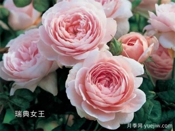 100种月季玫瑰品种图鉴大全，你认识有没有超过10个？