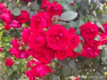 6款红色系的藤本月季品种，适合打造网红花墙