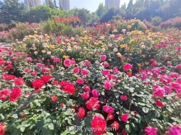郑州月季公园40万株月季竞相绽放，感受花漾生活