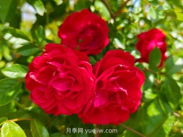 月季红木香爆花机器，花艳丽花量大花期长