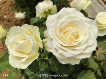 十一朵白玫瑰的花语和寓意