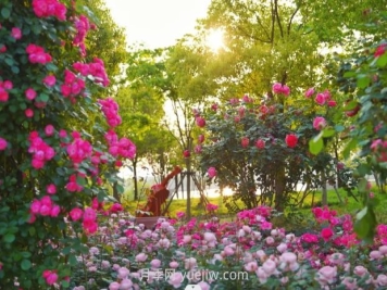 上海前滩休闲公园，月季花海盛景等你赏