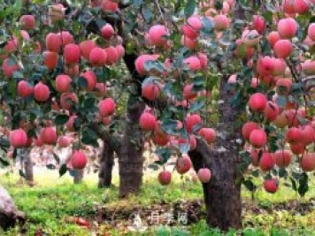 什么是果树的枝干比、枝叶比、叶果比和产出比？