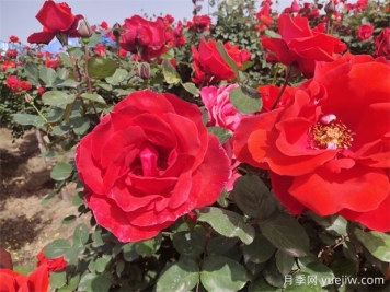 月季、玫瑰、蔷薇分别是什么？如何区别？