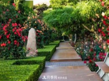 秦皇岛适合养月季花，市花和市树是什么
