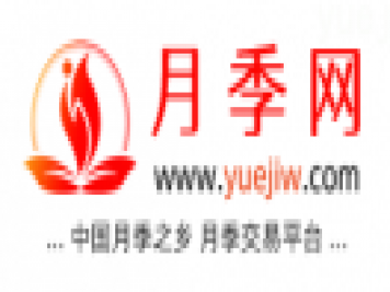 中国上海龙凤419，月季品种介绍和养护知识分享专业网站